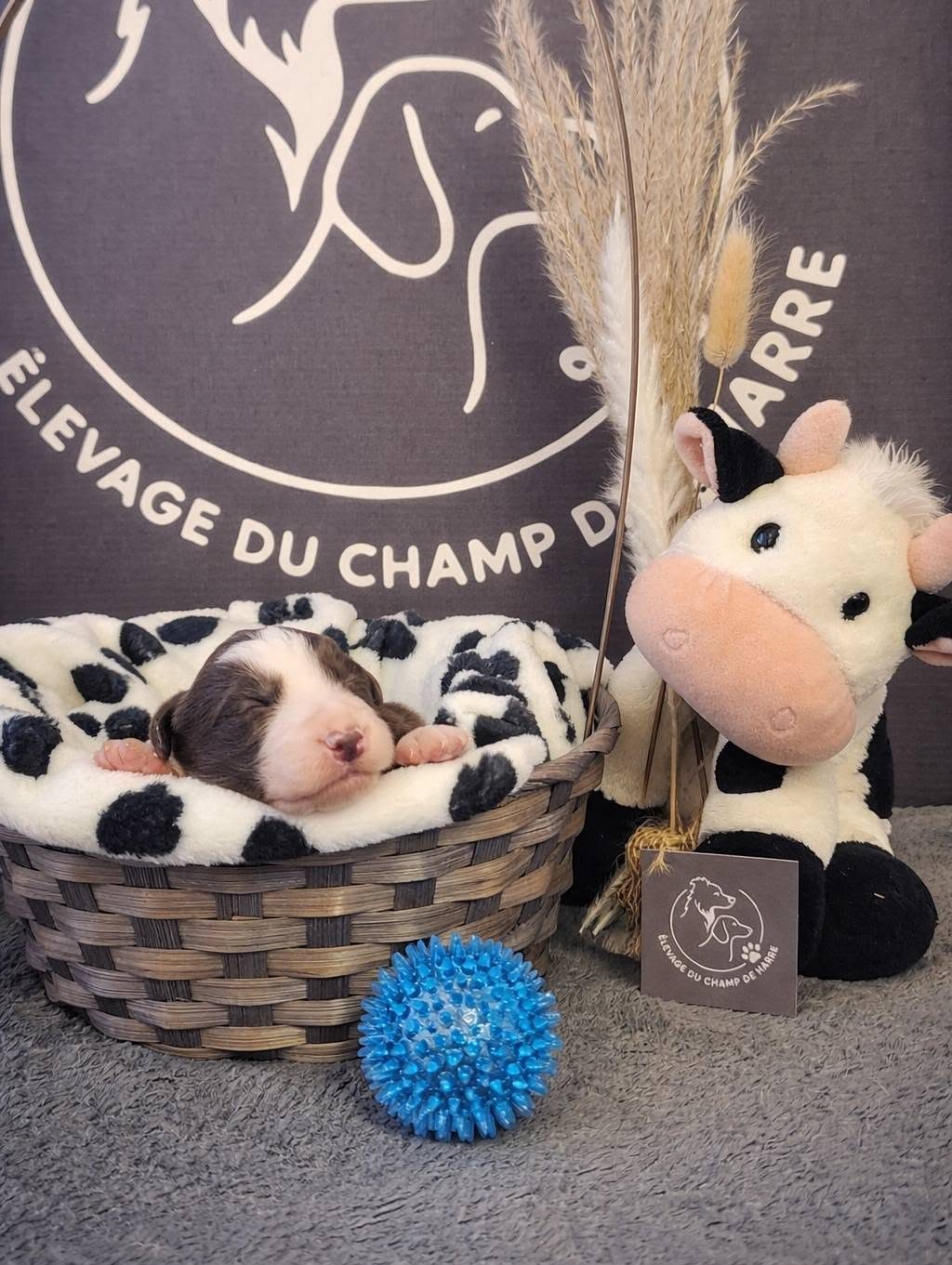 Chiot nouveau-né endormi dans un couffin, devant le fond aux couleurs de l'élevage.