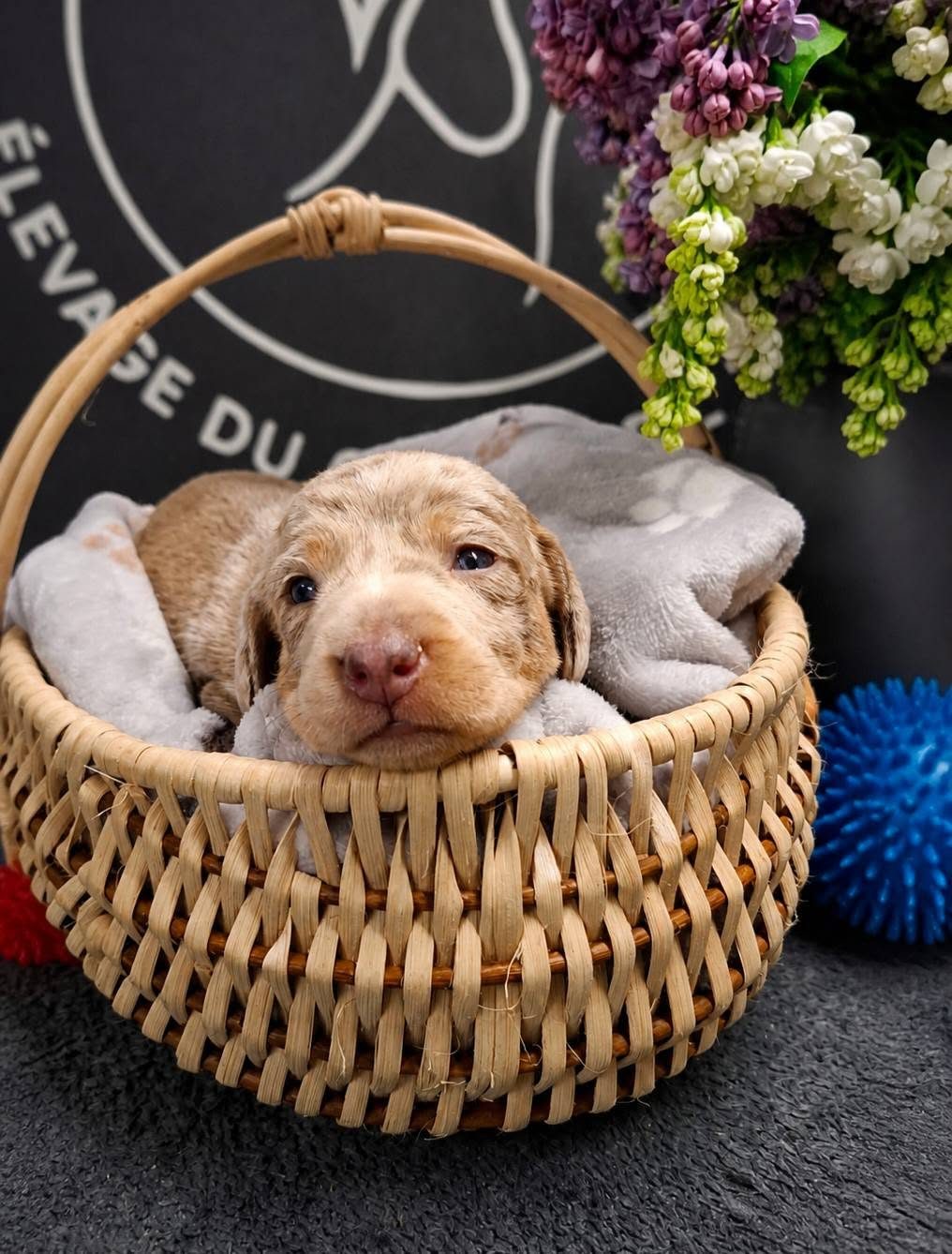 Chiot teckel à robe isabelle installé dans un panier en osier.