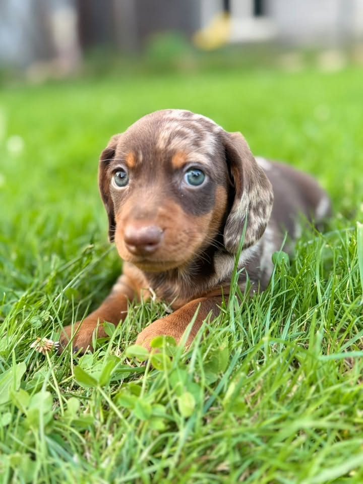 Chiot teckel à poil court, robe chocolat arlequin aux yeux clairs, couché dans l'herbe.